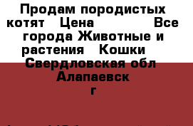 Продам породистых котят › Цена ­ 15 000 - Все города Животные и растения » Кошки   . Свердловская обл.,Алапаевск г.